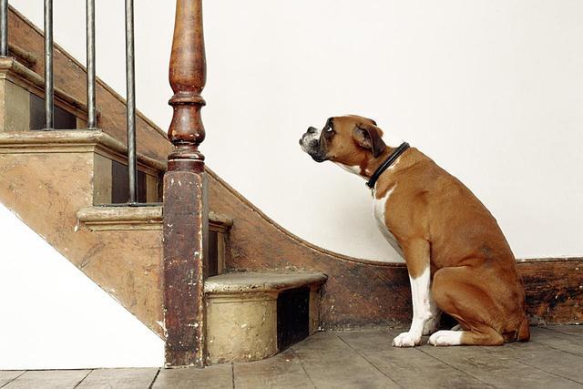 狗狗爬楼梯,狗狗爬楼梯的危害,泰迪爬楼梯对身体好吗？