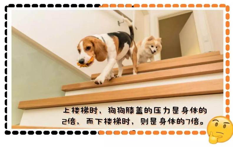狗狗爬楼梯,狗狗爬楼梯的危害,柴犬可以经常爬楼梯吗？