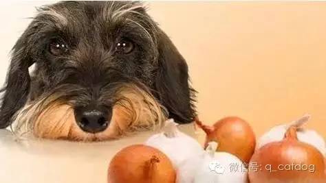 狗狗吃了洋葱,狗狗吃了洋葱后的症状,狗吃洋葱中毒了，怎么自救？