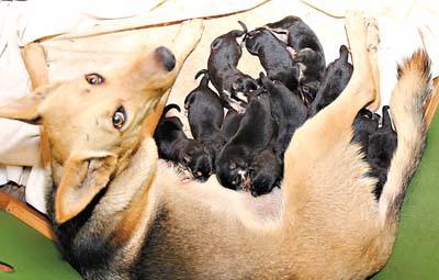 狗狗怀孕一个月,狗狗怀孕一个月肚子有什么变化,怀孕一个月的狗狗可以洗澡吗?怀孕一个月的狗？