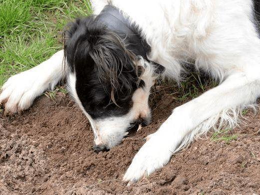 狗狗为什么吃土,狗狗为什么吃土和石头,狗狗为什么吃土和石头？