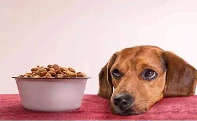 狗狗没食欲怎么办,狗狗没食欲不吃东西怎么办,狗狗连续几天不吃东西了怎么办？