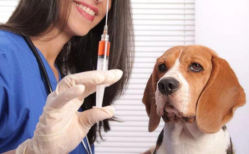 国产狗狗疫苗,国产狗狗疫苗哪些牌子好,给狗狗做疫苗是进口的好还是国产的好？