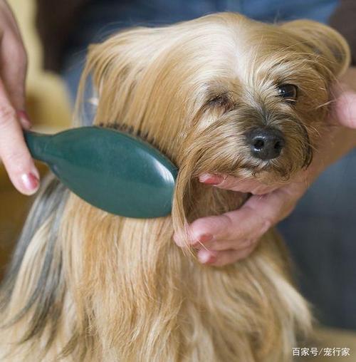 狗狗吃头发怎么办,狗狗吃头发怎么办视频,为什么狗狗爱吃头发？