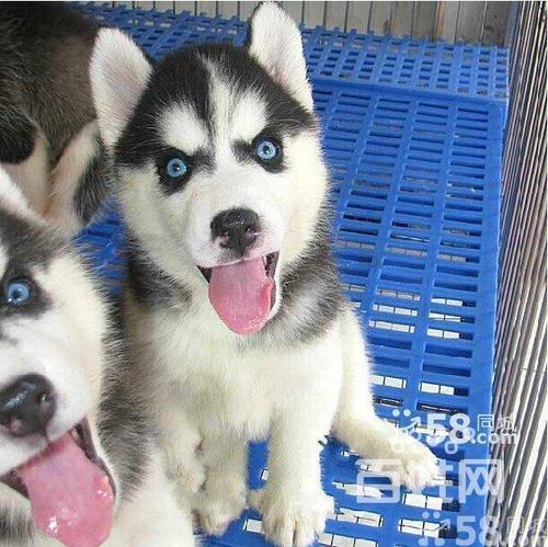 狗狗眼睛蓝色,狗狗眼睛蓝色的是怎么回事,狗狗眼珠发蓝怎么回事？