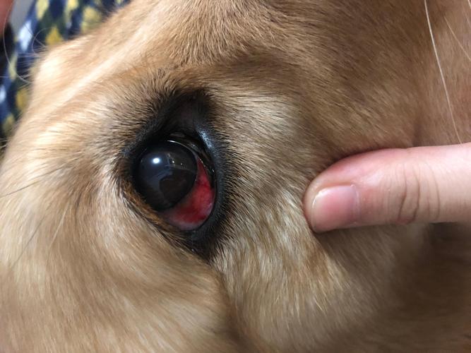 狗狗眼睛充血怎么办,狗狗眼睛充血怎么办?,狗狗眼睛红是怎么回事？