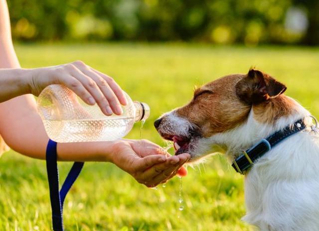 狗狗喝水少怎么办,让狗狗多喝水的七个窍门,小狗排尿少怎么办？