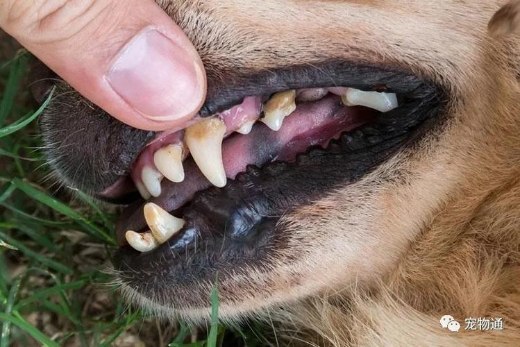 狗狗怎么清洁牙齿,狗狗怎么清洁牙齿视频,狗狗掉牙是怎么回事？