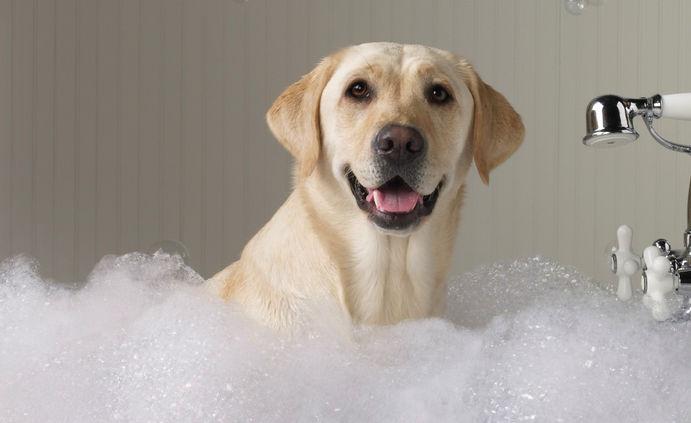 狗狗可以用什么洗澡,狗狗可以用什么洗澡人的,狗狗洗澡能用海飞丝吗?狗狗用什么洗澡比较好？