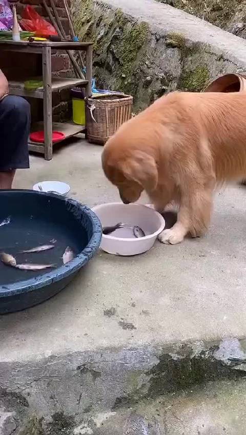 狗狗吃什么鱼好,狗狗吃什么鱼好吃,金毛可以吃哪些鱼类？