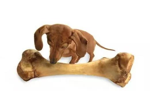 狗狗吃了鸡骨头,狗狗吃了鸡骨头多久才能确认没事,为什么小狗不能吃鸡骨头?已经吃了该怎么办？
