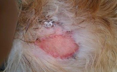 狗狗真菌感染怎么治,狗狗真菌感染怎么治才能除根,狗狗得了真菌性皮肤病该如何治疗？