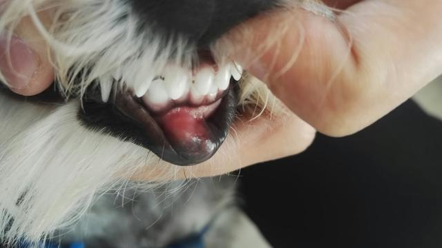 狗狗牙龈红肿怎么办,狗狗牙龈红肿怎么办吃什么药,狗狗长了牙龈瘤吃什么药？