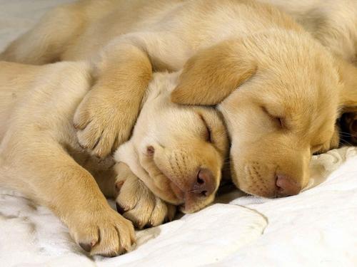 和狗狗一起睡觉,和狗狗一起睡觉的危害,两只狗狗睡一起，两只狗狗可以一起养吗？