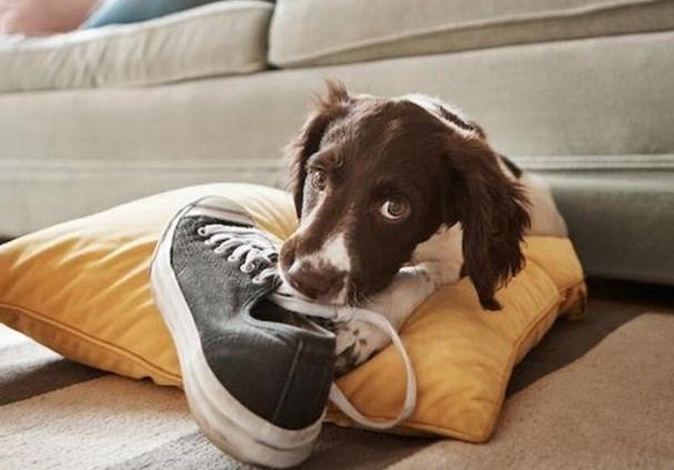 狗狗咬鞋子,狗狗咬鞋子是什么意思,狗老咬主人的鞋怎么办？