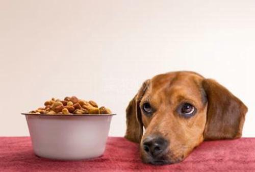 狗狗食欲不好,狗狗食欲不好是什么原因,狗狗厌食的几大原因？