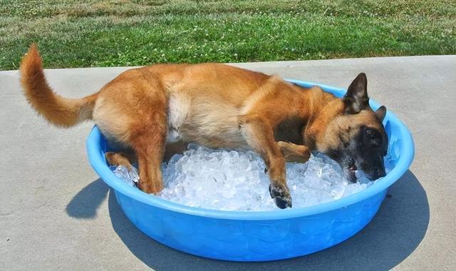 狗狗会中暑吗,36度狗狗会中暑吗,狗狗中暑了还能喂奶吗？