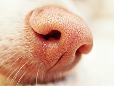 狗狗鼻子红,狗狗鼻子红色是什么原因,狗狗鼻子变红色了，怎么回事？