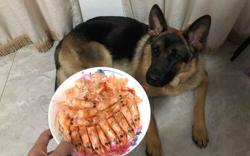狗狗能吃虾吗,狗狗能吃虾吗熟的,虾狗能吃么？