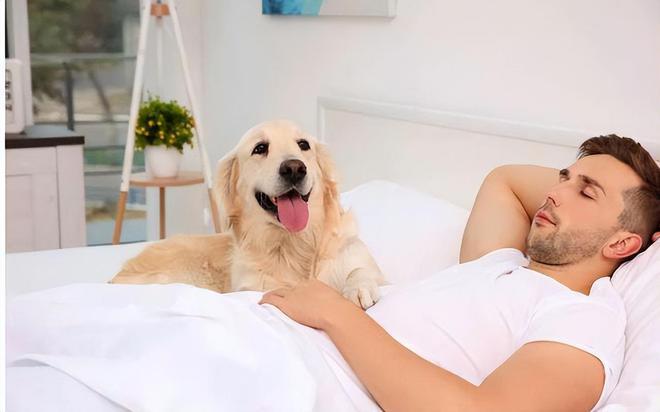 狗狗上床睡觉,狗狗和人一起睡觉对人有影响吗,小狗为什么爱上床尿？