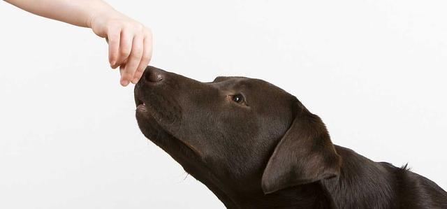 狗狗的嗅觉,狗狗的嗅觉是人的几倍,犬的嗅觉距离是多少？
