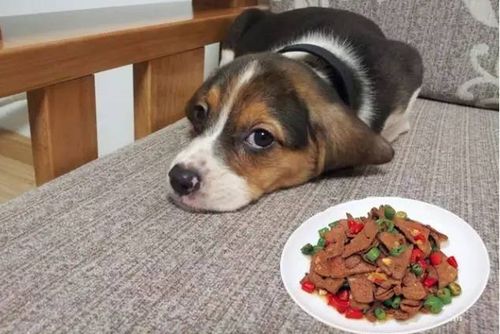 狗狗不好好吃饭,狗狗不好好吃饭怎么回事,小狗总是饿得跟疯了一样，吃东西不咬怎么办？