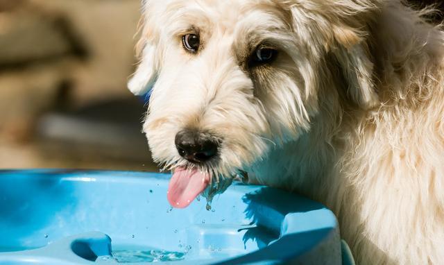 狗狗老喝水,狗狗老喝水是什么原因,狗狗喝水太多怎么办？