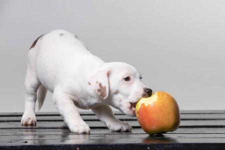 狗狗能吃苹果吗,狗狗能吃苹果吗为什么,狗狗可以吃苹果吗？