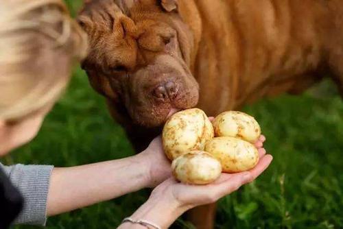 狗狗可以吃土豆,狗狗可以吃土豆不,狗狗吃土豆有什么危害？