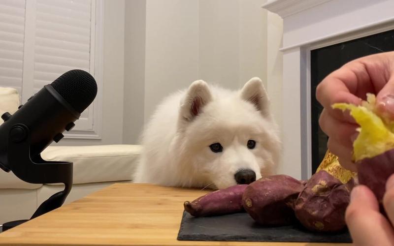 狗狗可以吃红薯吗,狗狗可以吃红薯吗烤红薯,狗狗吃红薯有什么好处和坏处？