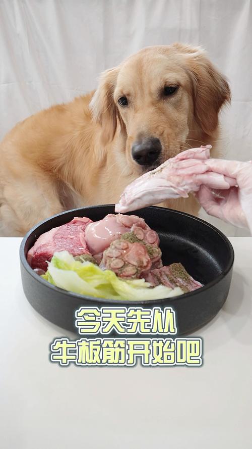 狗狗能吃猪肝,狗狗能吃猪肝吗煮熟,小金毛能吃猪肝吗？