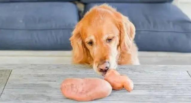 红薯狗狗可以吃吗,生的红薯狗狗可以吃吗,狗狗可以吃红薯吗？