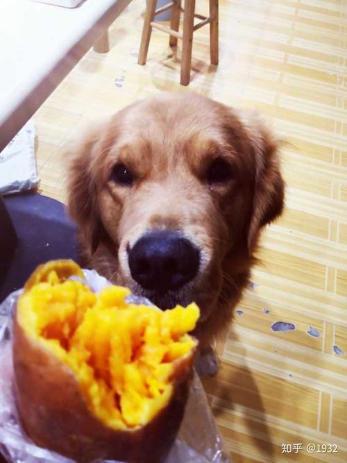 红薯狗狗可以吃吗,生的红薯狗狗可以吃吗,狗狗吃过多红薯会怎样？
