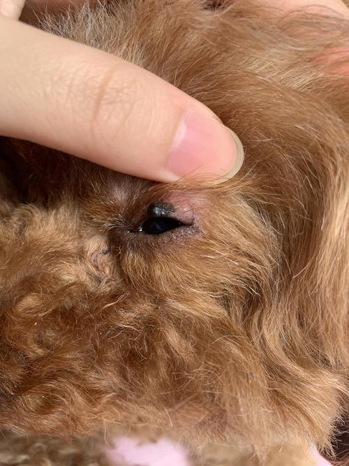 狗狗眼睛息肉,狗狗眼睛息肉能自愈吗,家里狗狗眼里长了息肉，但是没法做手术？