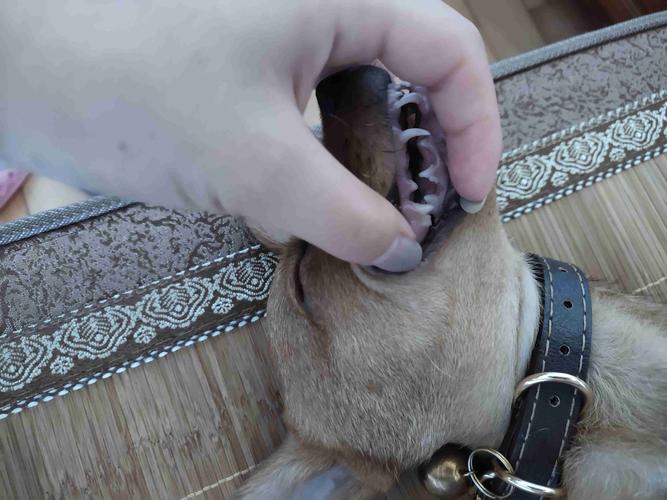 狗狗的牙齿图片,狗的牙齿是什么形状的,如何通过狗狗的牙齿来识别爱犬的年龄？
