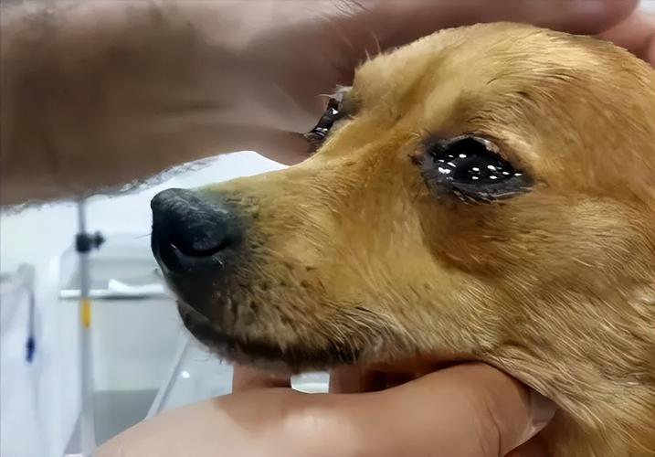 狗狗为什么会流眼泪,狗狗为什么会流眼泪老是流眼泪,狗狗流泪是怎么回事？