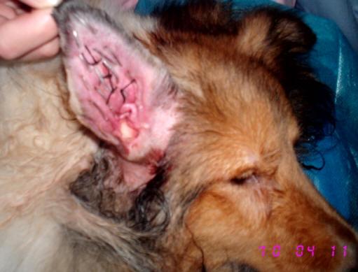狗狗耳血肿,狗狗耳血肿如何快速消除,狗狗得了耳血肿怎么办？