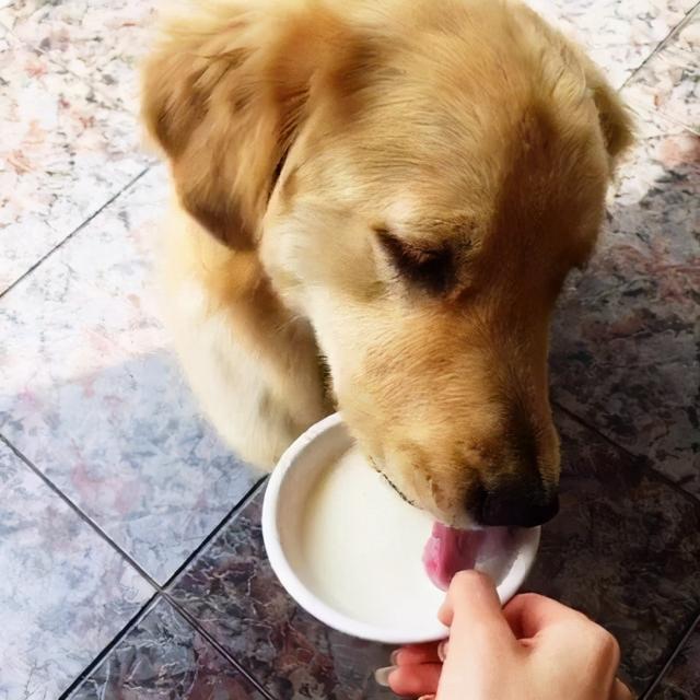 狗狗能吃酸奶吗,狗狗能吃酸奶吗0,狗狗能喝酸奶吗？