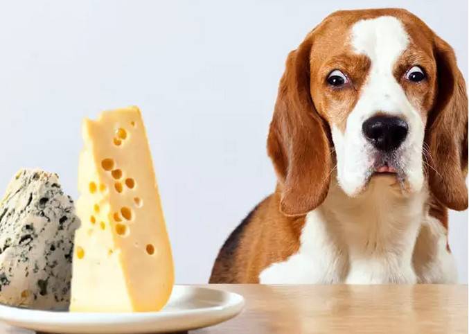狗狗不能吃的东西,狗狗不能吃的东西有哪些,什么品种狗不能吃？