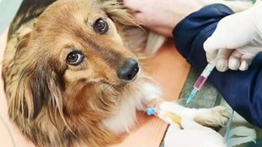 为什么狗狗会得细小,为什么狗狗会得细小病毒,为什么给狗狗打了疫苗还会细小啊？