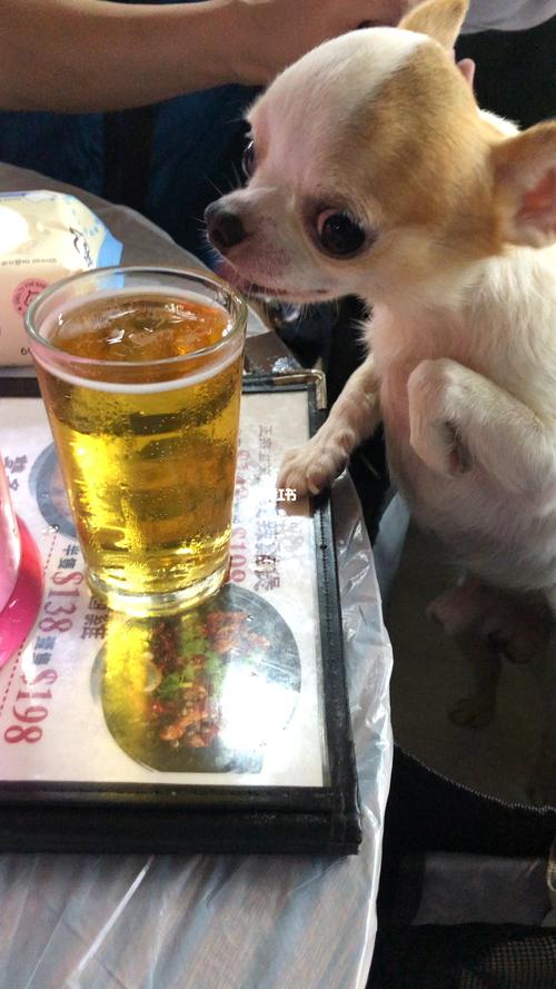 狗狗喝啤酒,狗狗喝啤酒会怎么样,狗狗为什么愿喝啤酒？
