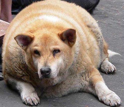 怎么给狗狗增肥,怎么给狗狗增肥最快,如何让狗狗长胖？