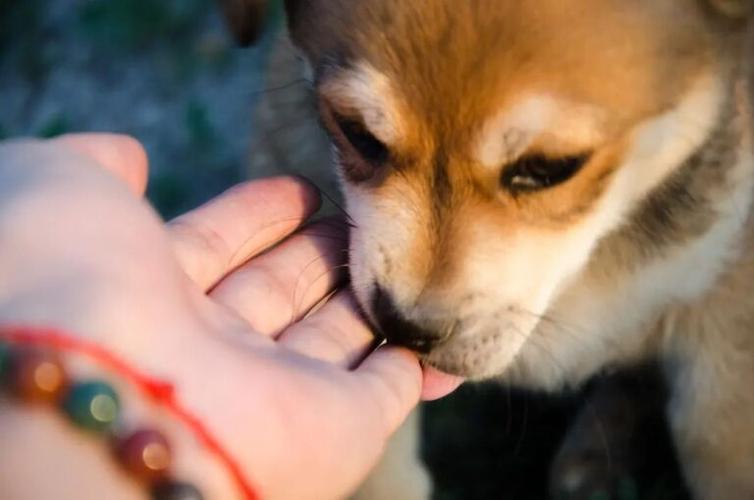 狗狗喜欢咬手怎么办,幼犬一摸就张嘴想咬人,摸幼犬时候幼犬喜欢咬手怎么办？