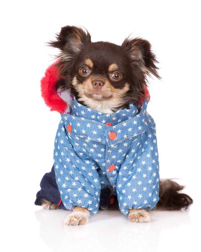狗狗要穿衣服吗,狗狗要穿衣服吗冬天,什么动物该穿衣服？