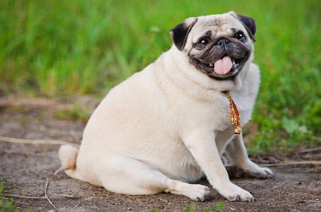 如何给狗狗减肥,如何给狗狗减肥最有效,如何给狗狗减肥