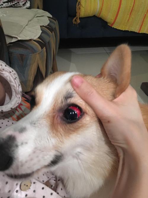 狗狗眼睛出血,狗狗眼睛出血是什么原因,求助：狗狗眼睛周围流血？