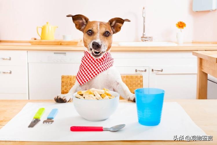 狗狗可以吃的东西,狗狗可以吃的东西清单,一般宠物狗吃什么东西的,大概量是多少？