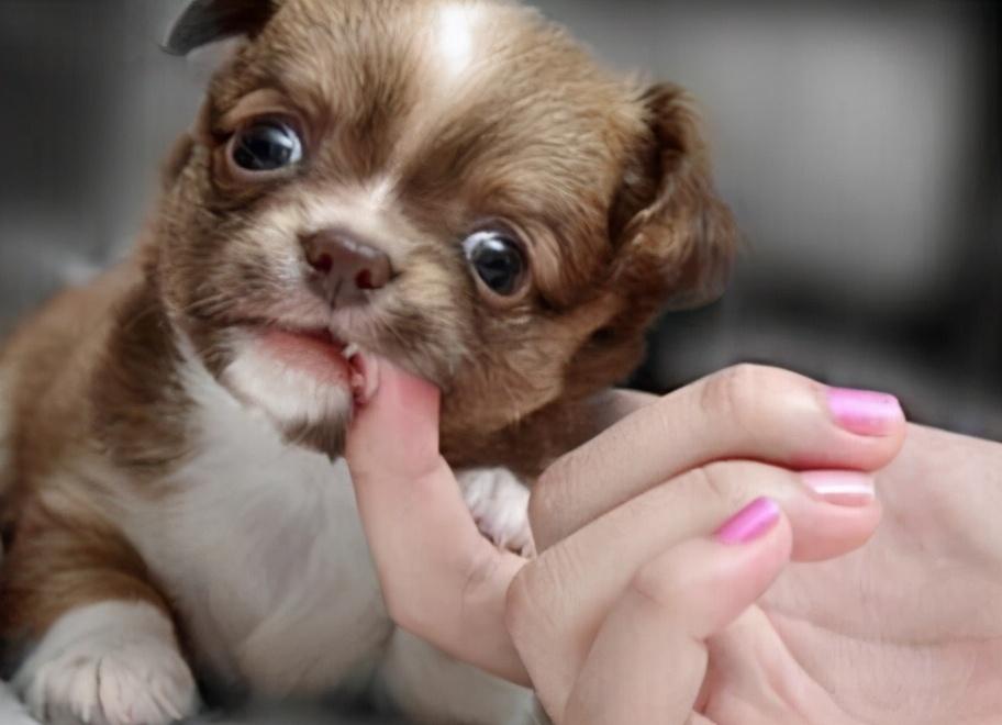 狗狗喜欢咬手,狗狗喜欢咬手怎么办,你知道狗狗为什么总是舔咬自己的爪子吗？