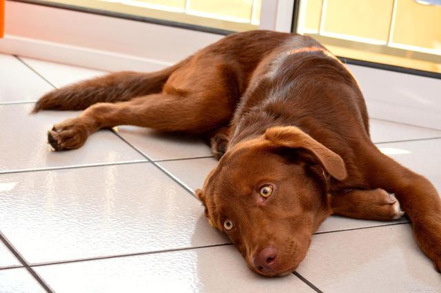 狗狗为什么抓地板,狗狗为什么抓地板睡觉?,狗挠地是怎么回事？