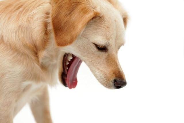 给狗狗催吐,给狗狗催吐的方法,狗狗得了细小怎么止吐？